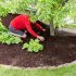 Best Litter Box For Large Cat